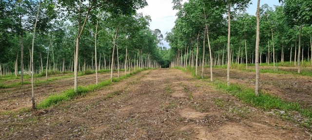 ขายที่ดินสวย พร้อมสวนยาง 41 ไร่ ตัวเมืองจังหวัดตราด ทำเลดี 