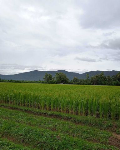 ขายด่วน ขายยกแปลง 4,929,000 บาท (ตรว.ละ 3,000) 4-0-43 ตรว. #ออนใต้ #สันกำแพง ที่ดินเป็นทุ่งนา ติดถนน น้ำ ไฟพร้อม สร้างบ้าน ก็ได้วิวสวยๆ