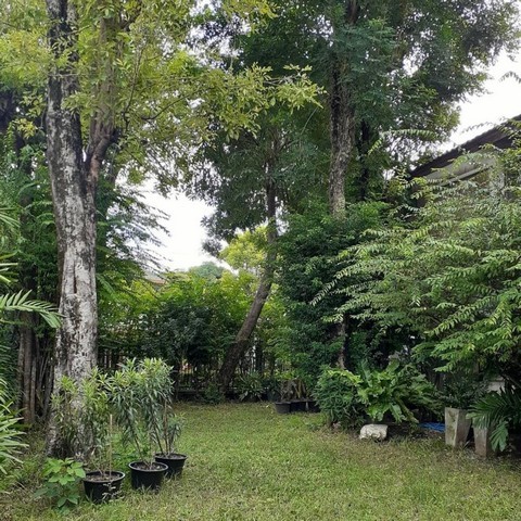 ขายบ้านเดี่ยวหมู่บ้านสัมมากร ซอยรามคำแหง112 เฟส2 ไม่พลุกพล่านร่มรื่น อยู่สบาย พื้นที่กว้างขวาง พร้อมพักอาศัย ใกล้ตลาดสัมมากร